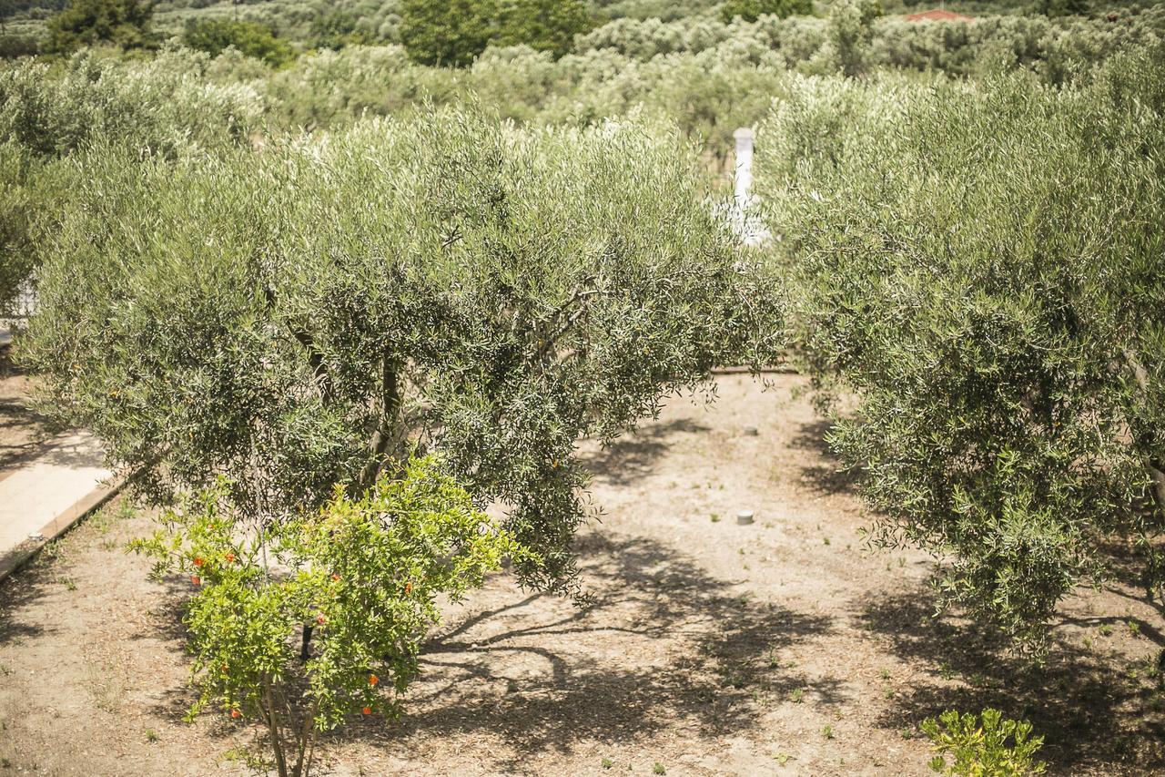 Olive Tree Apartments Fourka Eksteriør billede